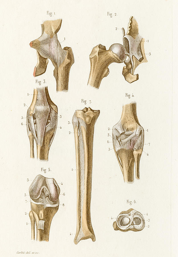 Hip joint anatomy engraving 1886 Drawing by Thepalmer