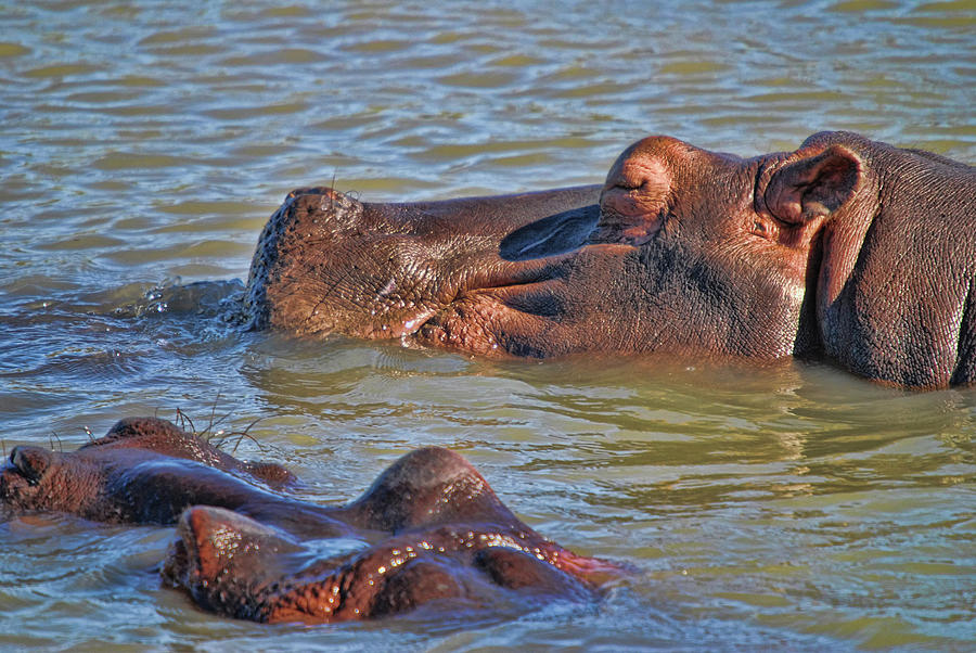 Hippo Breaststroke Photograph by Alexandras Photography