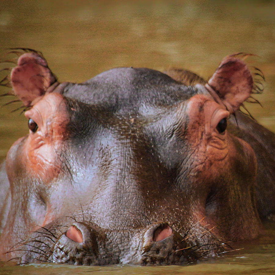 Hippo Eyes Photograph by Gene Taylor