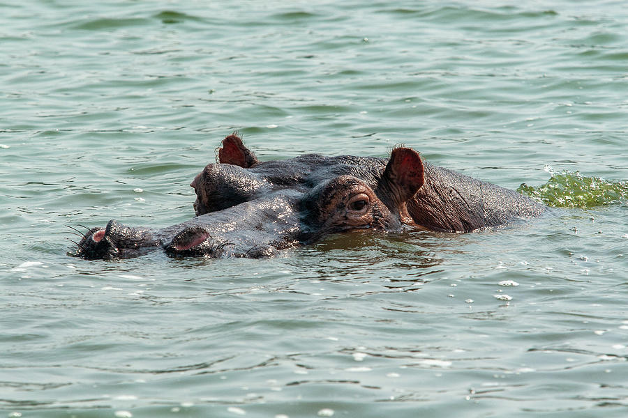 Hippo eyes Queen Elizabeth Park, Uganda Photograph by Christian Santi ...