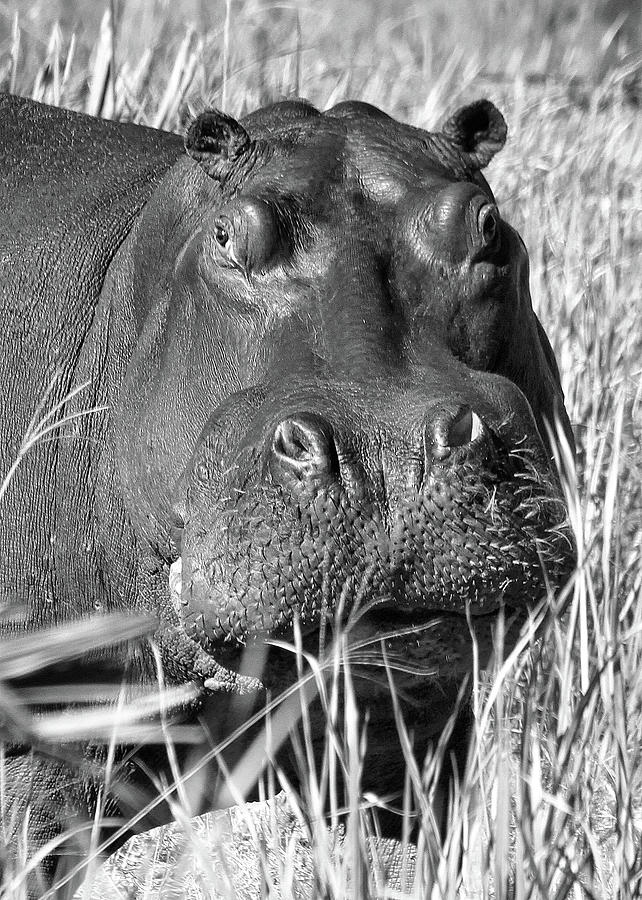 Hippo Photograph by Gene Taylor