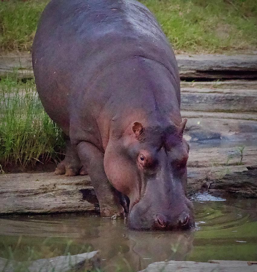 Hippo getting a drink Photograph by Tom Zugschwert - Fine Art America