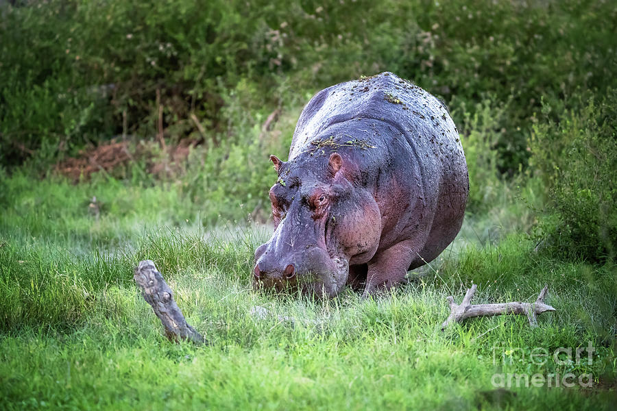 Hippo grazing in the lush grass of Amboseli National Park, Kenya Photograph by Jane Rix