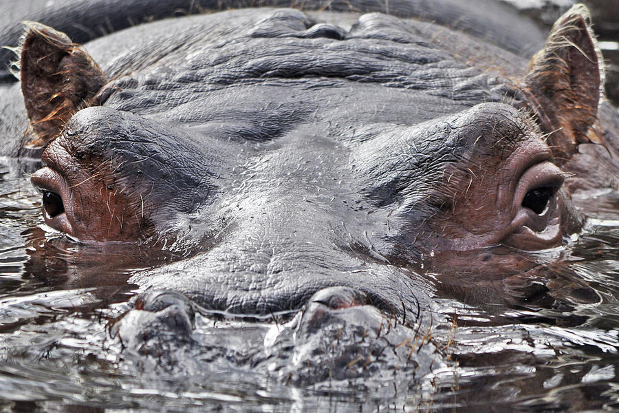 Hippo head breaking water Photograph by Melissa Roe - Fine Art America