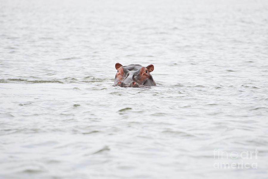 Hippo Headshot. Photograph by Tom Wurl