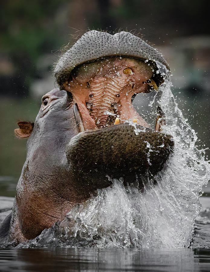 Hippo Hissy-Fit Photograph by James Capo