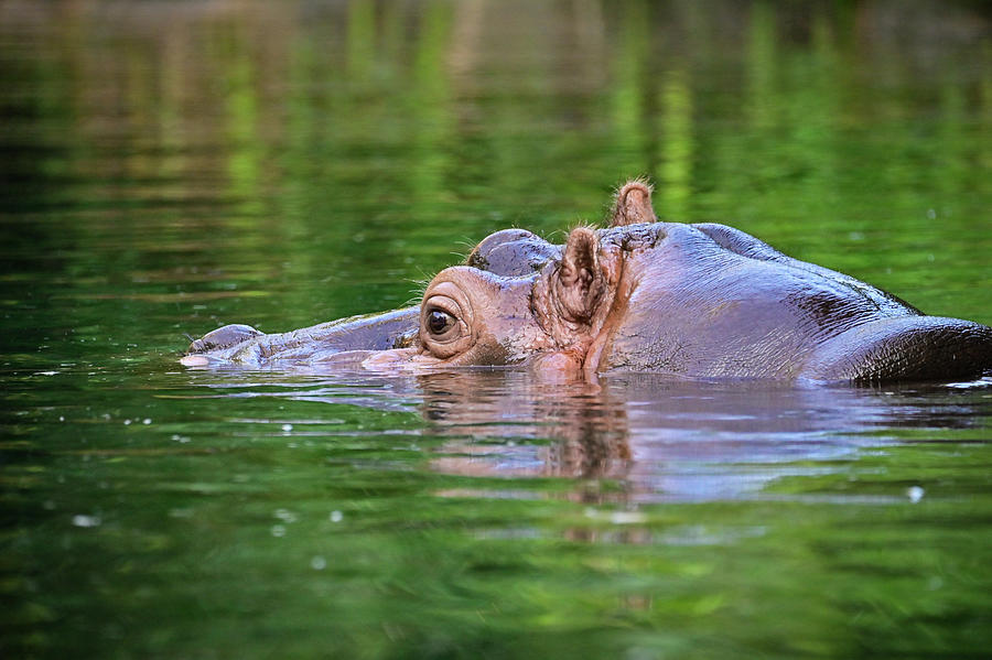 Hippo in water Photograph by Ed Stokes