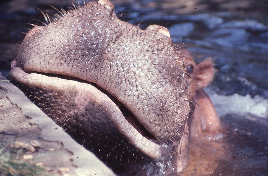 Hippo Photograph by Jack Rosen Fine Art America