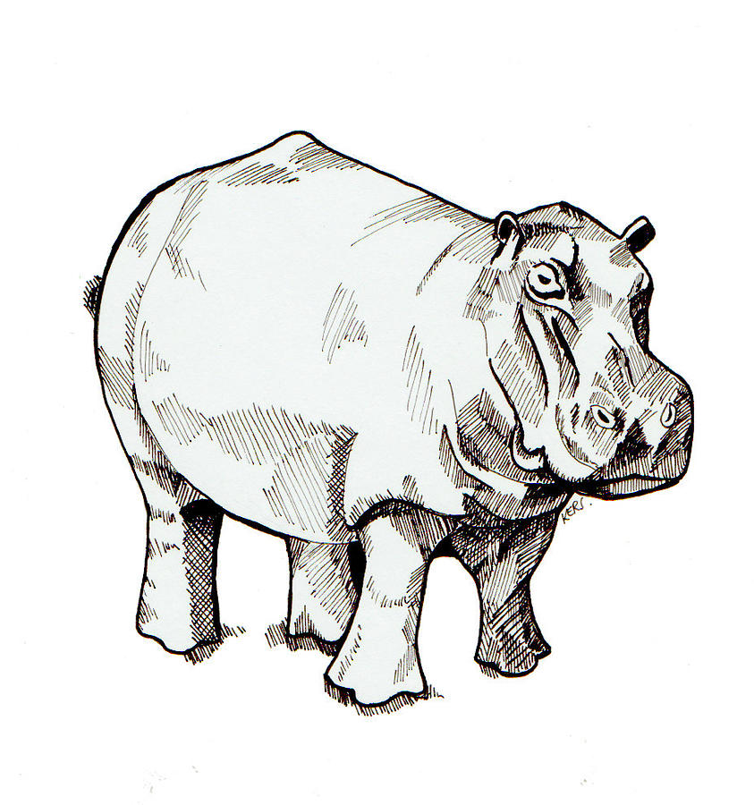Hippo Pencil Drawing
