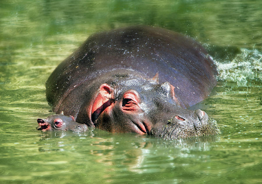 Hippo Mom And Baby Photograph