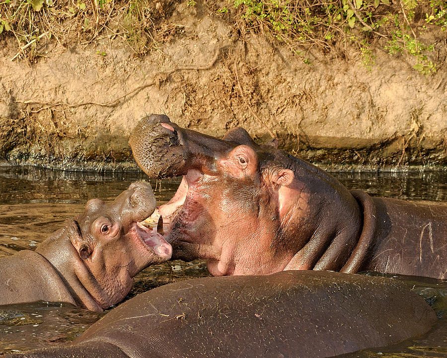 Hippo Mother and Calf Photograph by Mitchell R Grosky