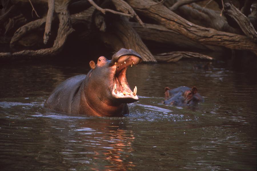 Hippo Mouth Wide Open Photograph by Russel Considine