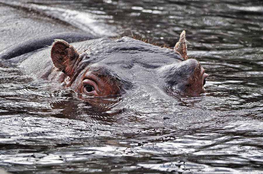 Hippo peaking over water Photograph by Melissa Roe - Fine Art America