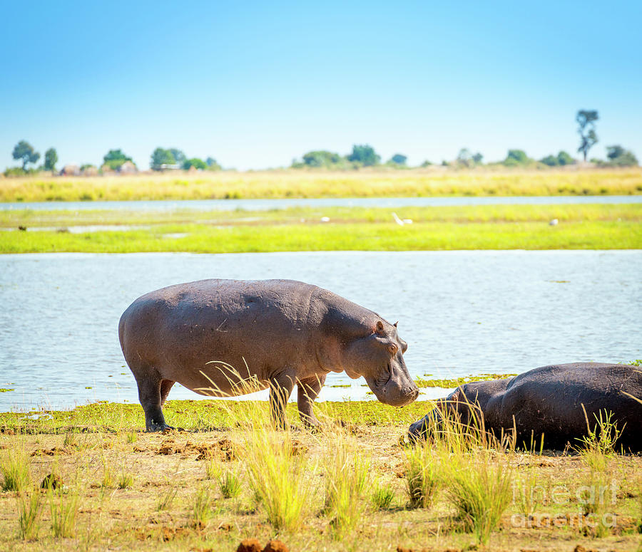 Hippo Photograph