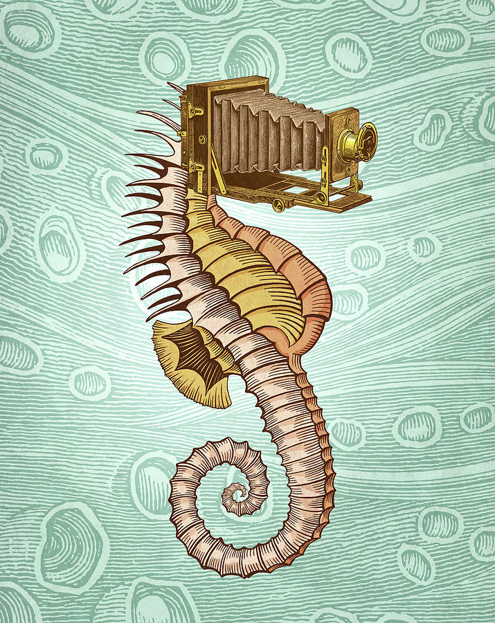 Seahorse Digital Art - Hippocampus camerarum by Pepetto Gallery