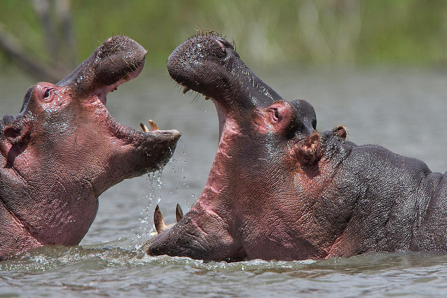 Hippopotamus amphibius, an adult with a juvenile Photograph by Tony Mills