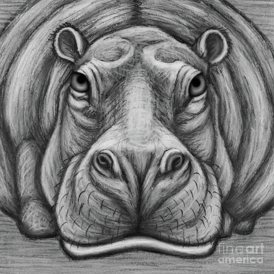 Hippopotamus. Black and White Drawing by Amy E Fraser
