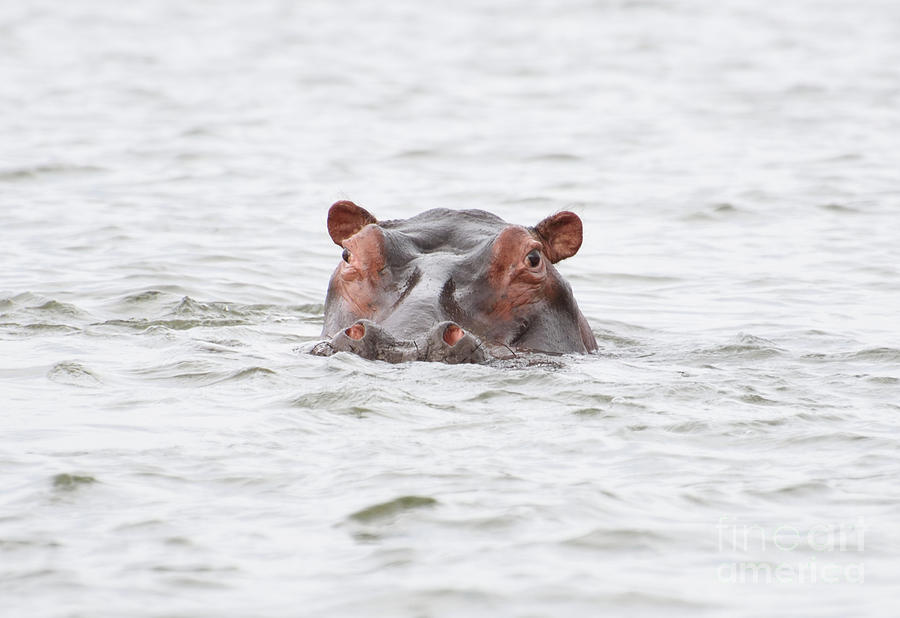 Hippopotamus Headshot. Photograph by Tom Wurl