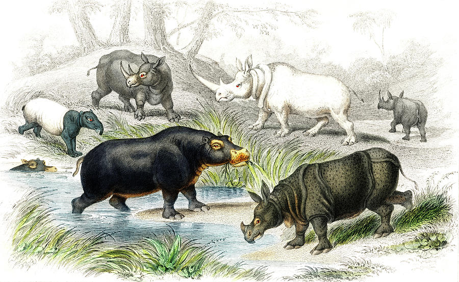 Hippopotamus, Indian Rhinoceros, Muchoco, White Rhinoceros, Two Horned African Rhinoceros Drawing