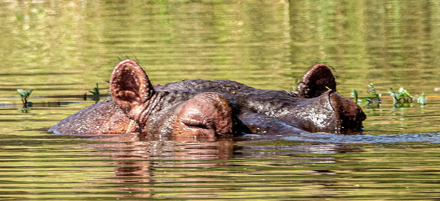 Hippopotamus Photograph by Neal Ortenberg