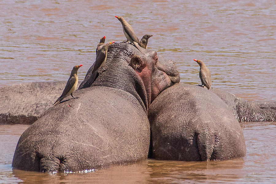 Hippos and Oxpeckers Photograph by Janis Knight