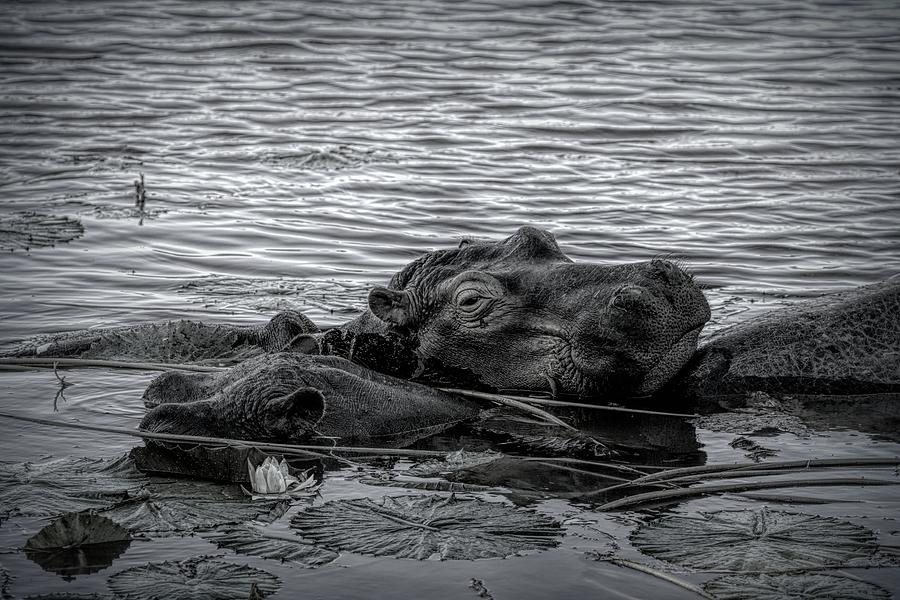 Hippos Black and White Photograph by MaryJane Sesto