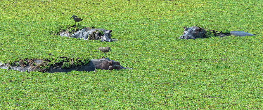 Hippos in fields of green Photograph by ROAR AFRICA by  Rockford Draper