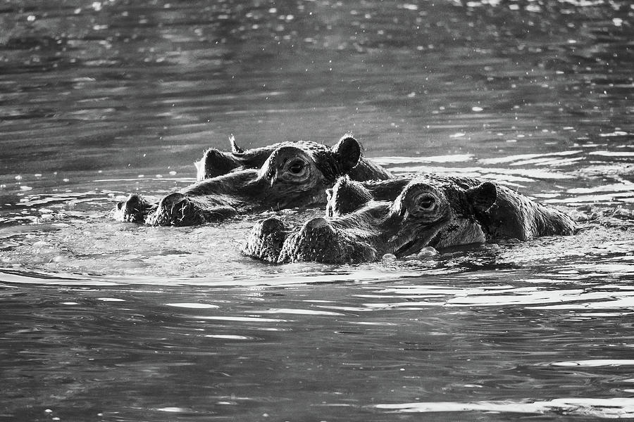 Hippos Photograph by Jermaine Beckley