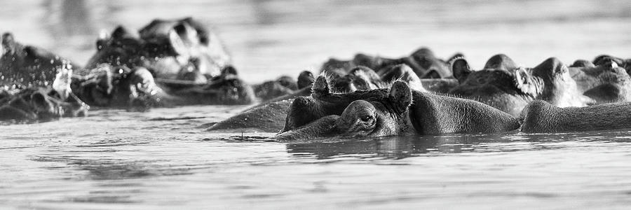 Hippos monochrome panorama Photograph by Murray Rudd