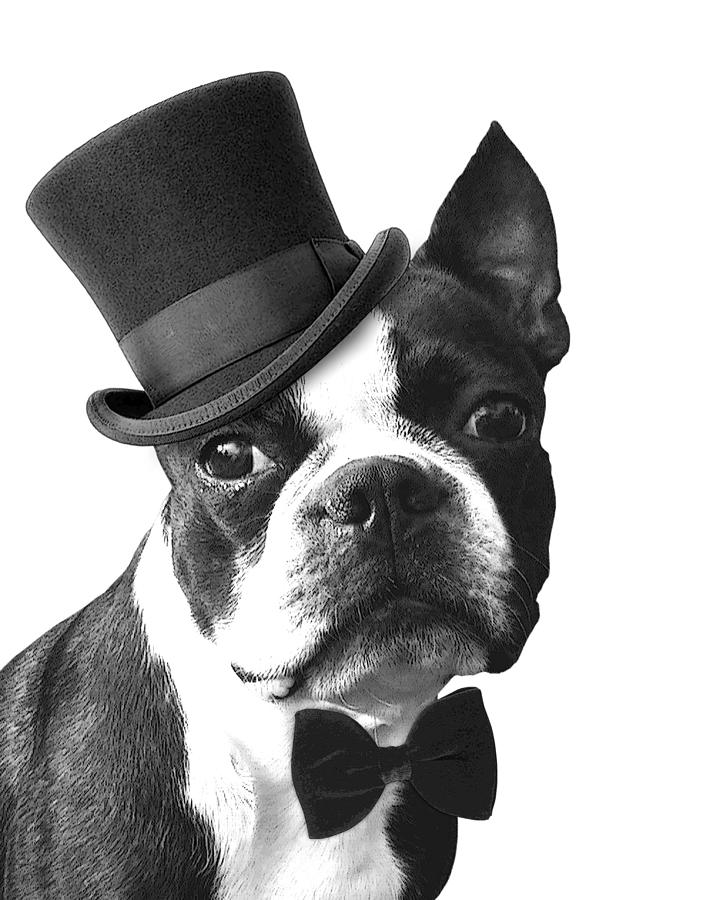 Dog Digital Art - Hipster Boston Terrier by Madame Memento