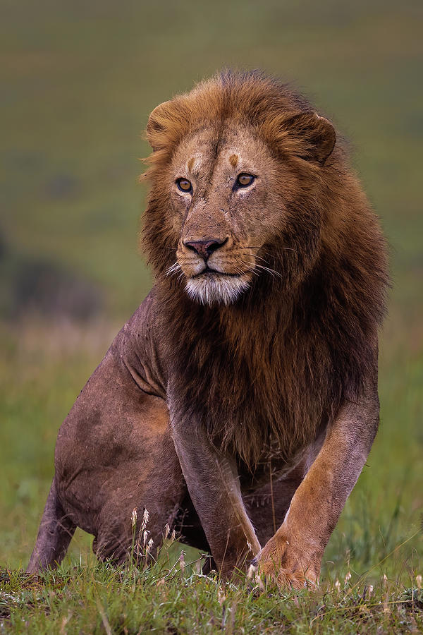 His Majesty Photograph by Ekaterina Romanova | Fine Art America