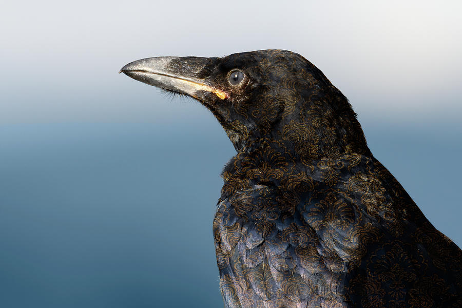 His Royal Raven Photograph by Mary Hone