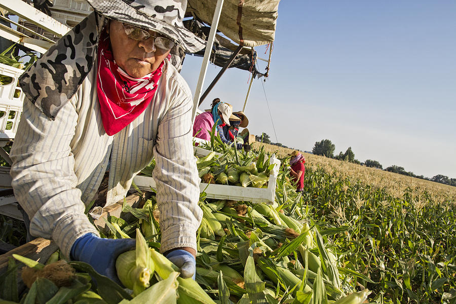 Hispanic farmworkers picking corn in field Photograph by Hill Street Studios