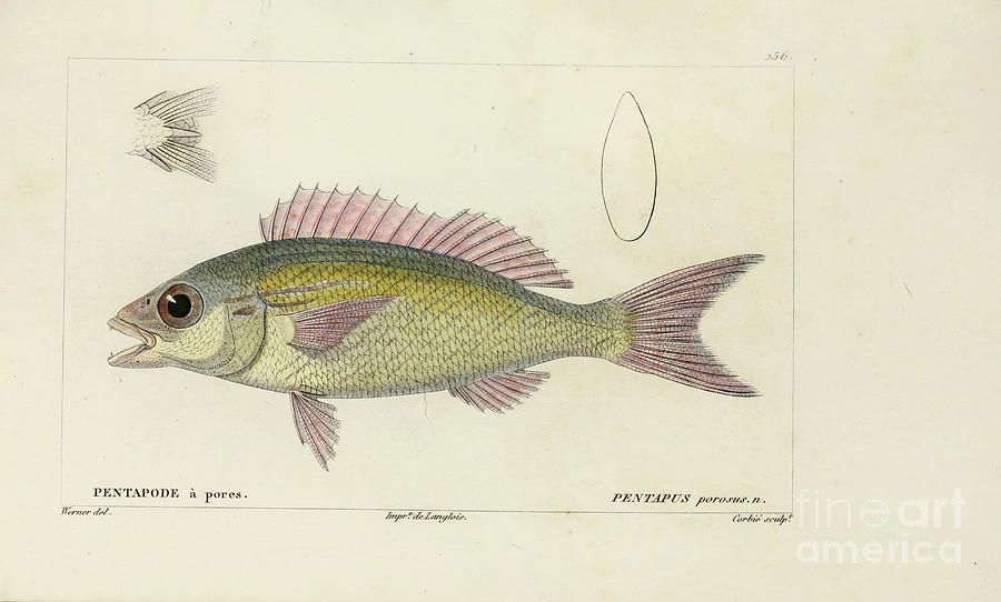 Histoire naturelle des poissons p11 Photograph by Historic illustrations