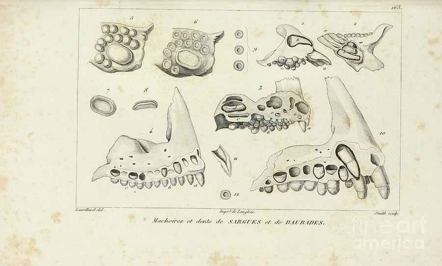 Histoire naturelle des poissons p21 Photograph by Historic ...