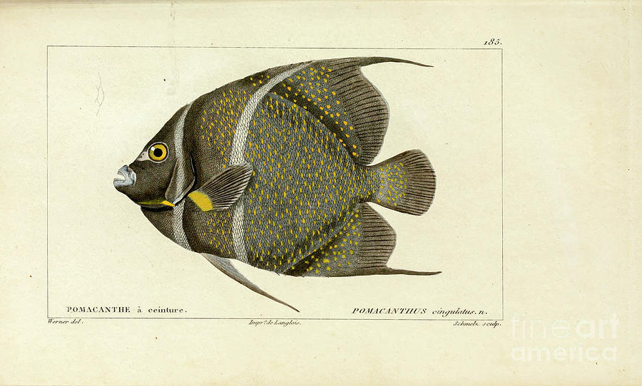 Histoire naturelle des poissons p45 Photograph by Historic ...