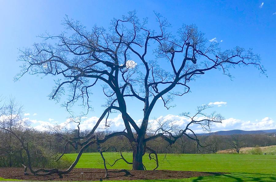 Historic Elm Tree at Penn State Photograph by Stephen D Smith - Fine ...