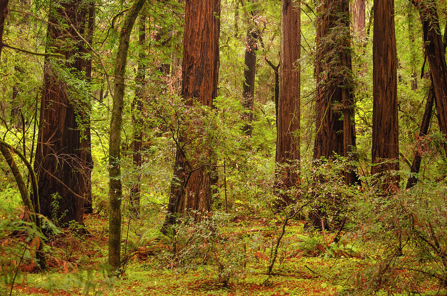 Historic Forest Photograph by Kelly Curl - Fine Art America