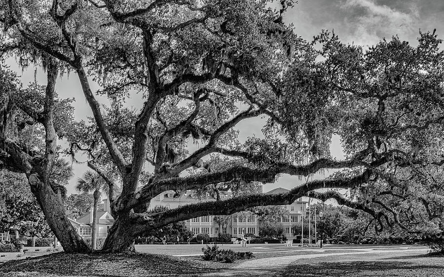 Historic Live Oak Tree Photograph by Karen Sirnick