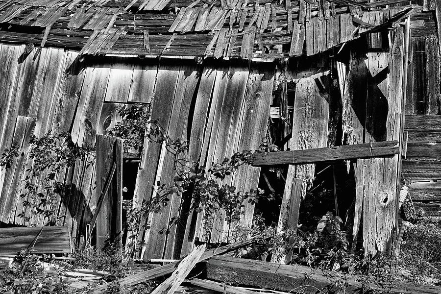 Historic Weathered Barn and Blackberry Brambles in Black and White  Photograph by Kathleen Bishop