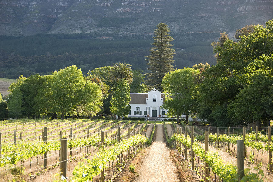 Historical Colonial Building in the Vineyards near Capetown Photograph by FrankvandenBergh