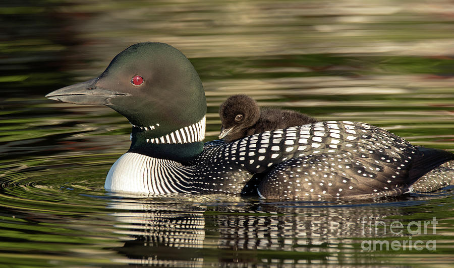 Hitchhiker - Common Loon - Gavia immer Photograph by Spencer Bush