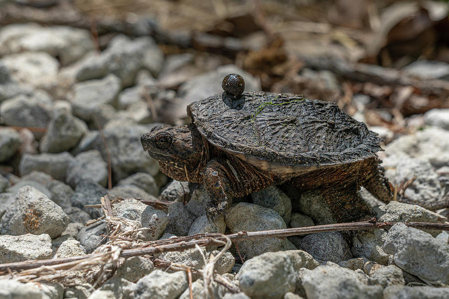 Hitchhiker Photograph by Linda Howes - Fine Art America