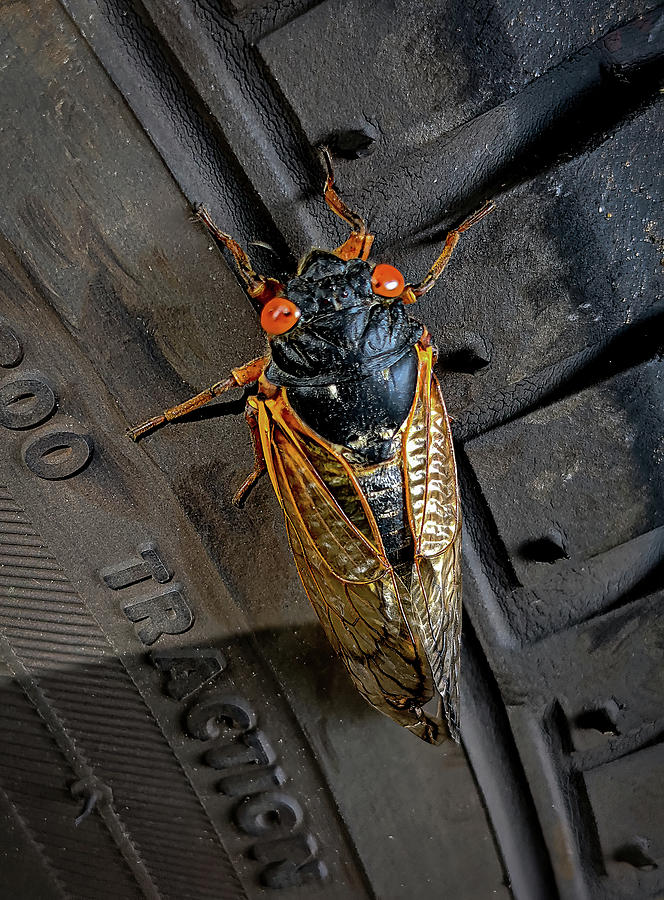 Hitchhiking Cicada Photograph by Georgette Grossman
