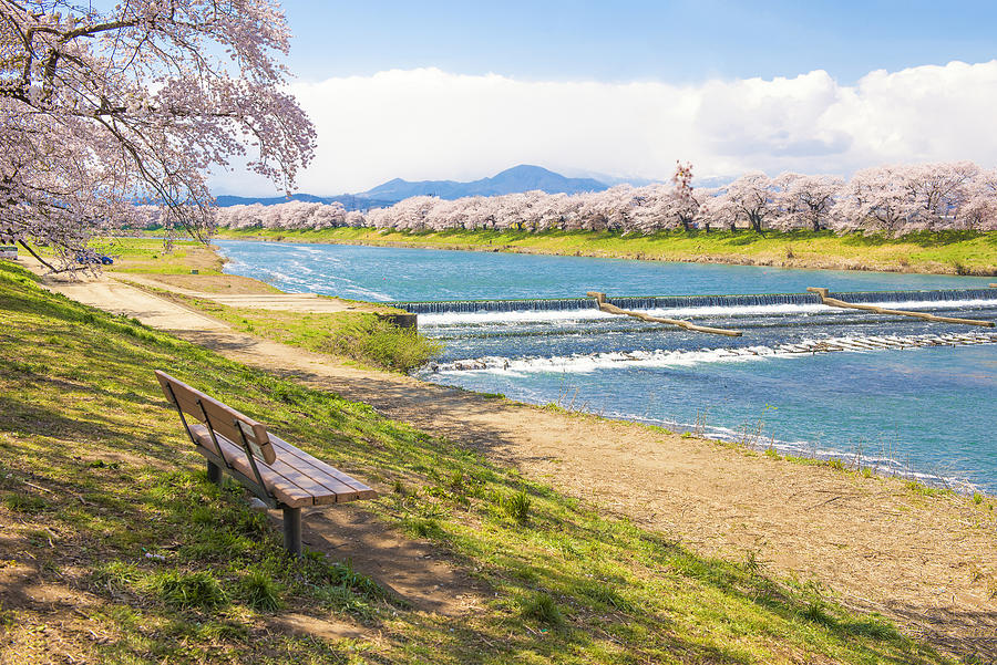 Hitome Zenbon Thousand Sakura Trees along Shiroishi River in Spring, Japan Photograph by DoctorEgg
