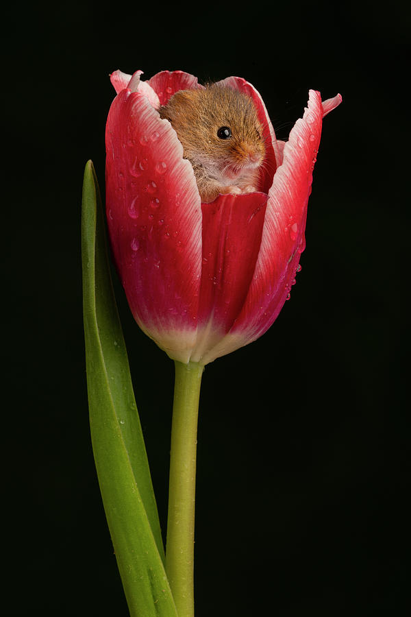 HM Tulip-02013 Photograph by Miles Herbert
