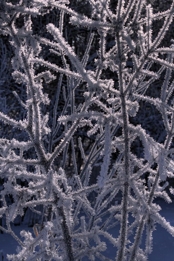 Hoar Frost Bush Photograph by Dale Kauzlaric
