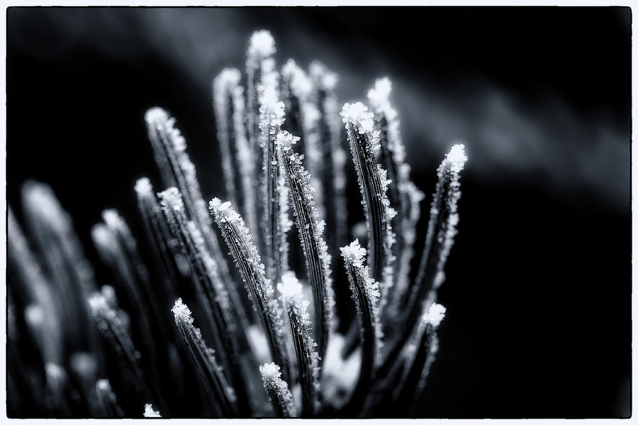 Hoar frost detail Photograph by Doug Wittrock