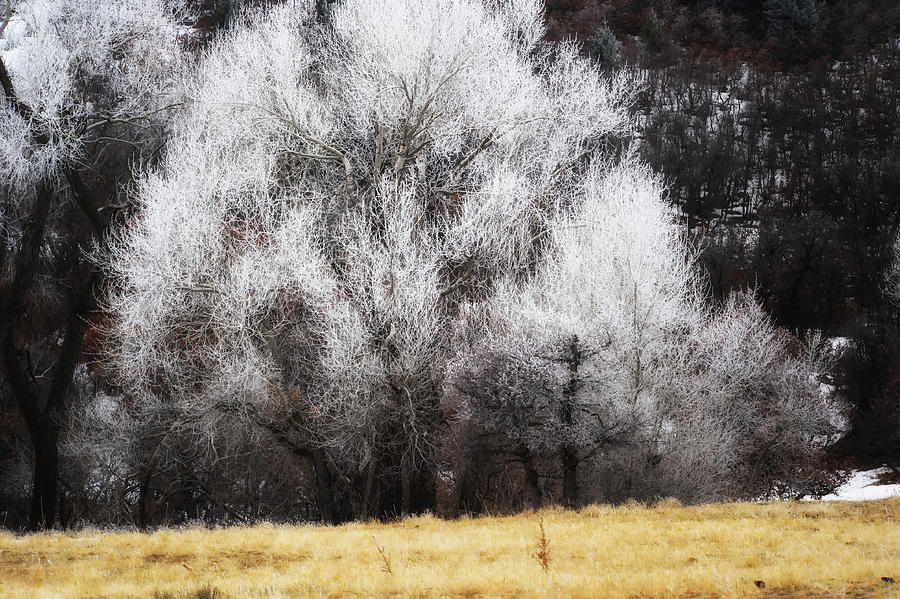 Hoar Frost Photograph by Doug Wittrock