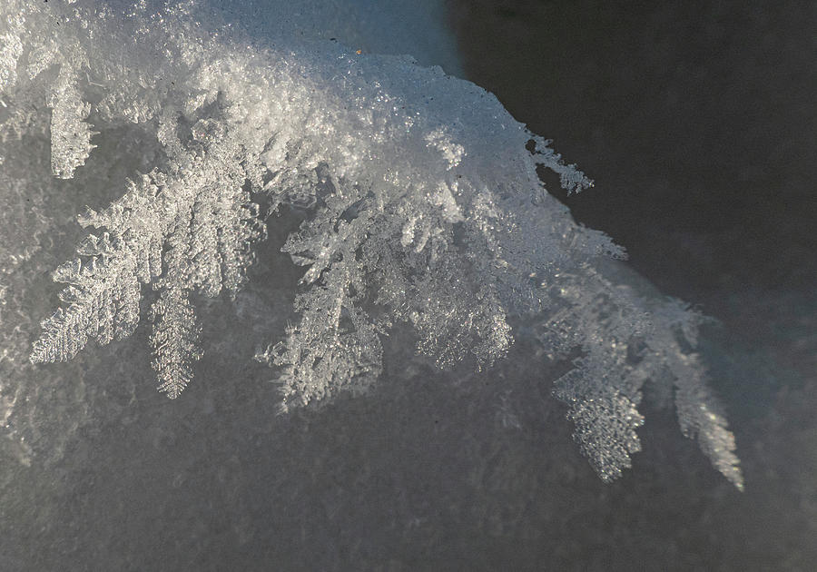 Frost Photograph - Hoar Frost Feathers by Karen Rispin